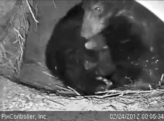 Jewel and cub - Feb 24, 2012