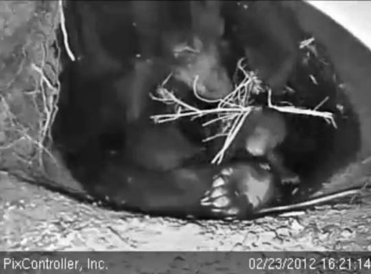 Jewel tucks bedding in on her cubs - Feb 23, 2012