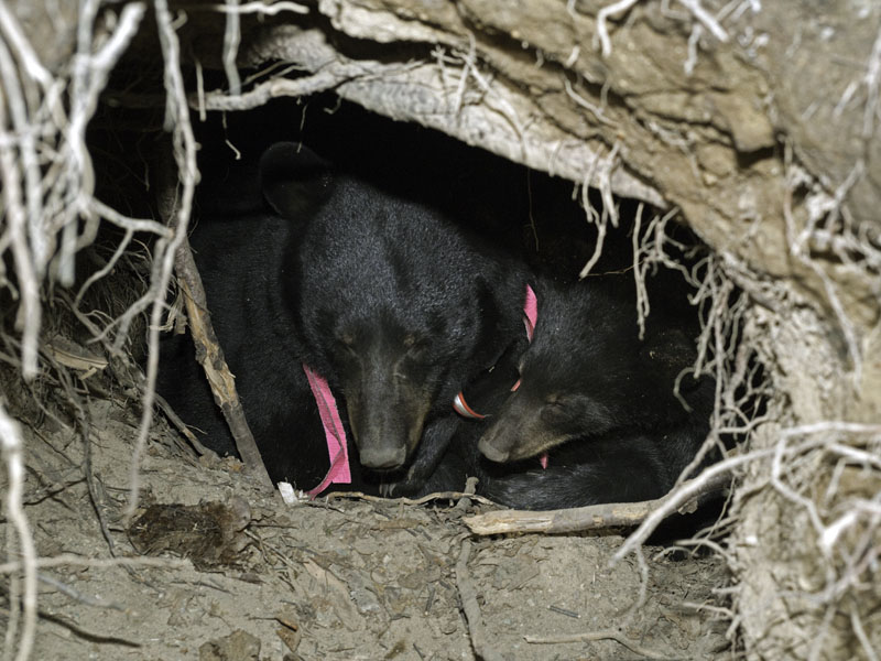 Jewel and cub in den - Oct 27, 2012