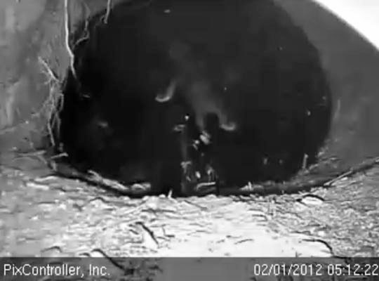 Cub crawls on Jewel as she sleeps - Feb 1, 2012