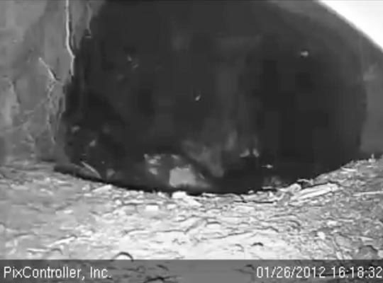 Can you find the cub feet?  - Jan 26, 2012