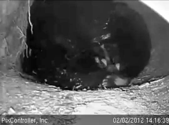 Cub on its back in Jewel's lap - Feb 2, 2012