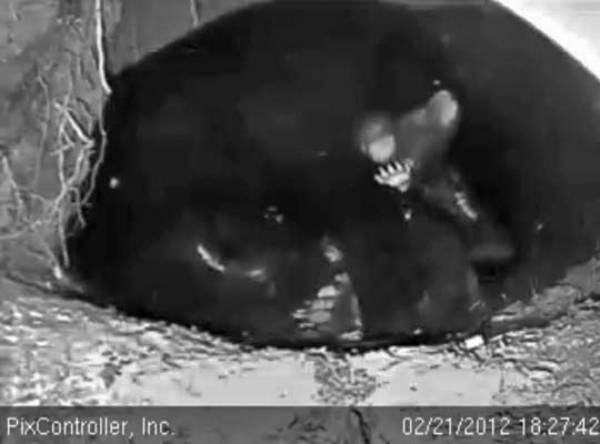 Jewel's cubs come up for air - Feb 21, 2012