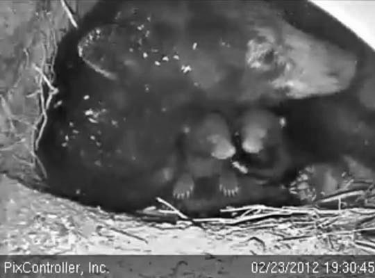 Jewel and cubs - Feb 23, 2012