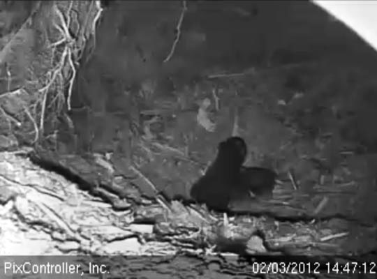 Jewel's cubs briefly alone in the den - Feb 3, 2012