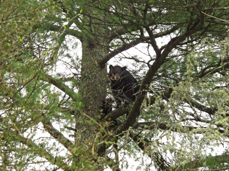 Jewel and cubs up white pine - May 8, 2012