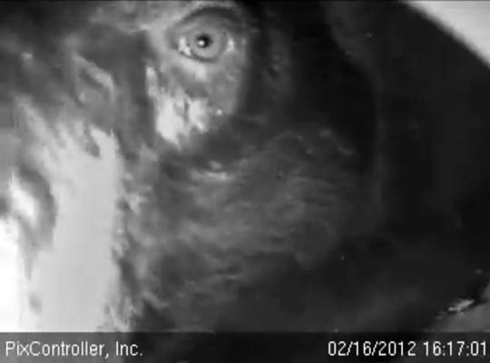 Jewel 'eyes' the camera - Feb 16, 2012