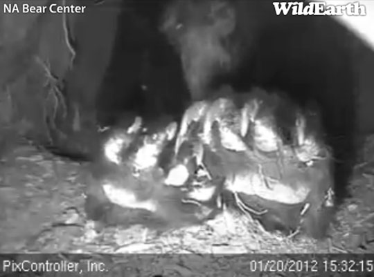 Jewel's front feet - Jan 20, 2012