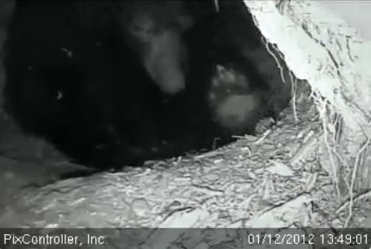 Jewel foot - Jan 12, 2012