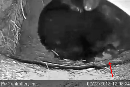 Jewel's footpad - Feb 22, 2012