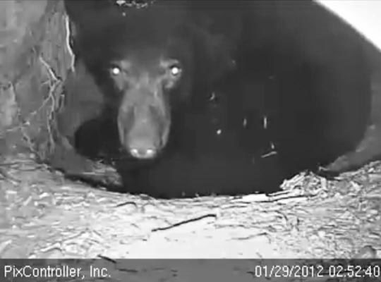 Jewel's eyes reflect light - Jan 29, 2012