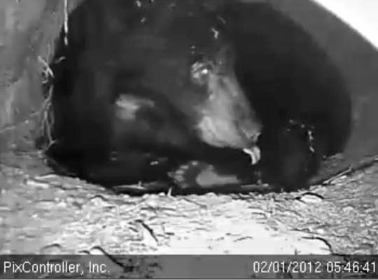 Jewel licking - Feb 1, 2012