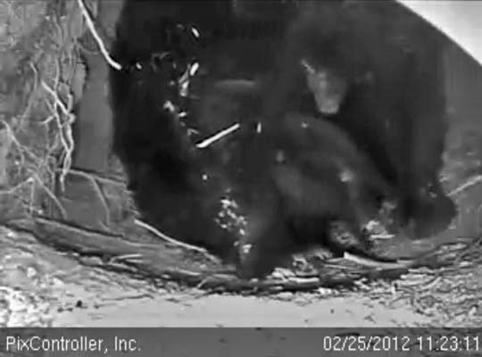 Male cub - March 1, 2012
