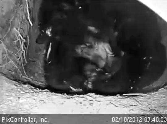 Jewel mouths cub - Feb 18, 2012