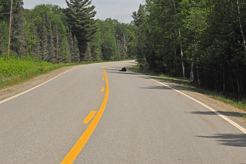 Jewel on road - June 9, 2012