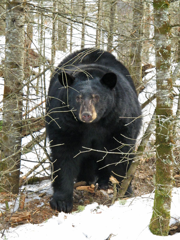 Jewel - Jan 10, 2012