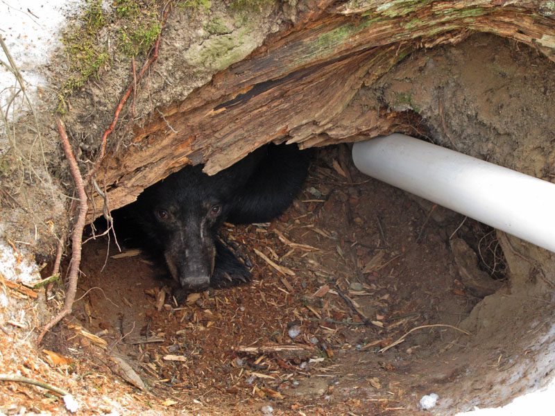 Jewel peaks_out_-_20120110