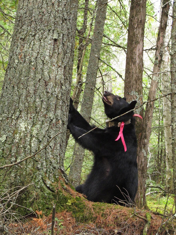 Jewel grunts to her cubs in pine - Sept 6, 2012
