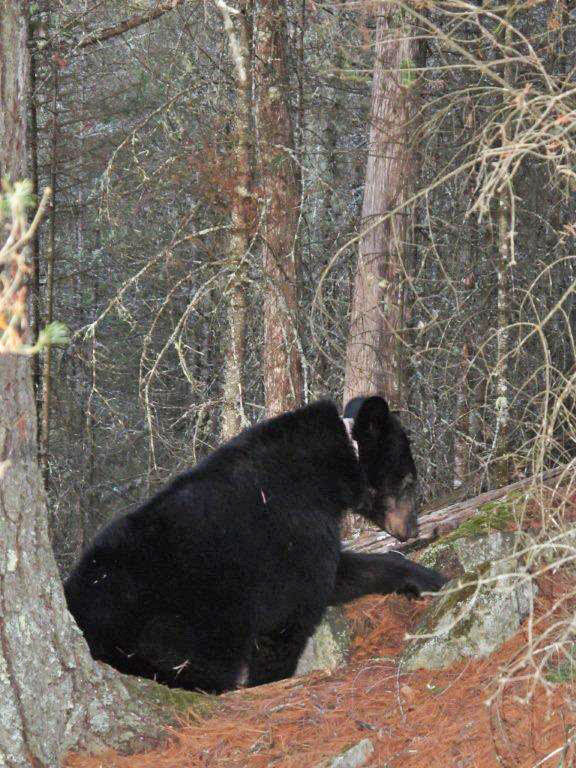 Jewel rakes bedding while nursing Herbie - April 12, 2012