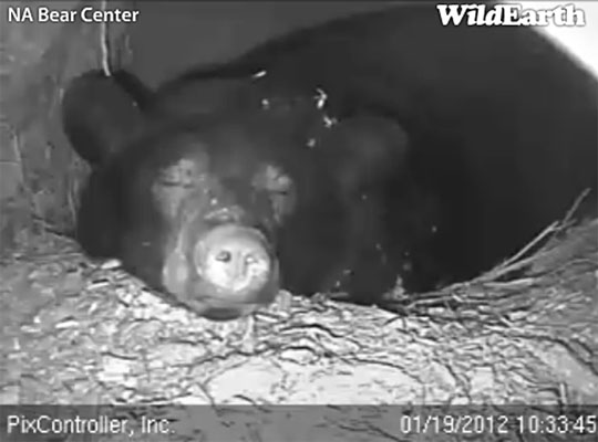 Jewel resting chin on edge of bed - Jan 19, 2012