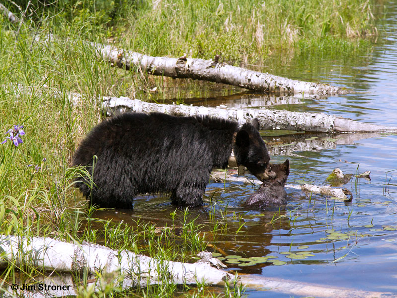 Jewel retrieves swimming cub - June 17, 2012