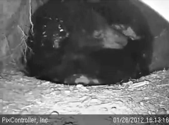 Jewel scratching nose with hind foot - Jan 26, 2012