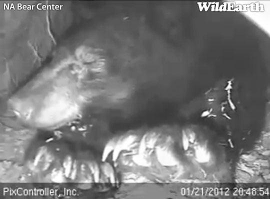 Jewel stretches feet toward camera - Jan 21, 2012