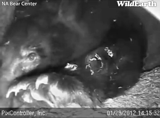 Jewel stretches out - Jan 29, 2012