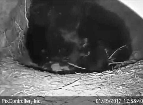 Jewel tends cub - Jan 29, 2012