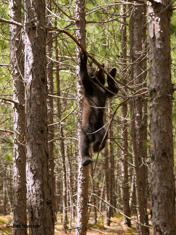 Jewels cub dangled, fell, and ran off - June 17, 2012
