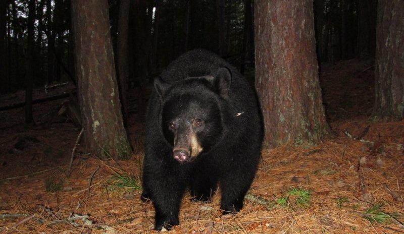 Jo in open pine forest - Nov 5, 2011