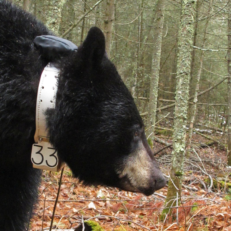 Jo with new collar - March 31, 2012