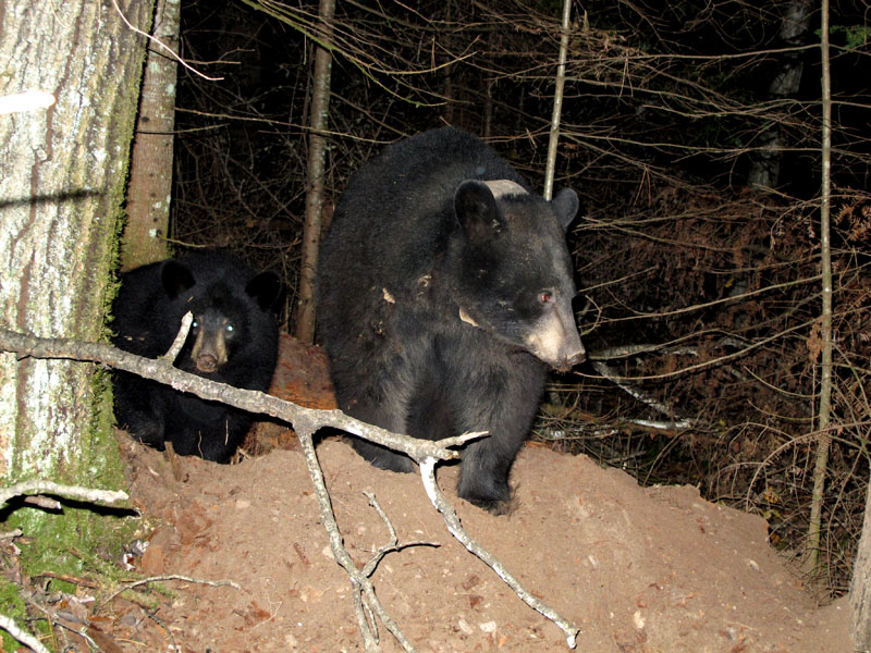 Jo and Victoria at dug den - Nov 3, 2011