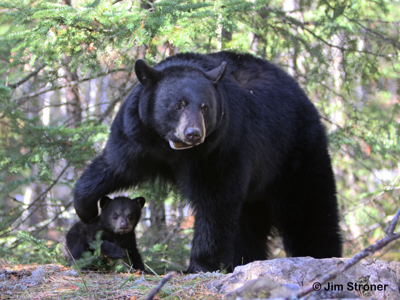 Jo_and_cub_-_20110413