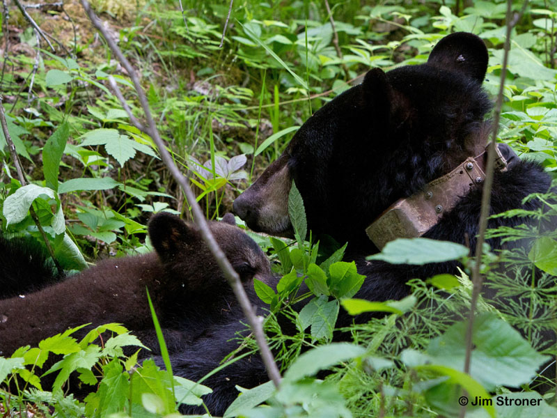 Jo_and_cub_-_20110611