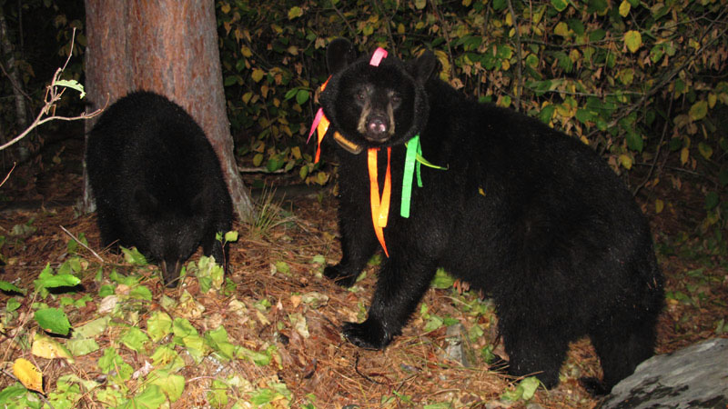 Jo_and_cub_-_20110913