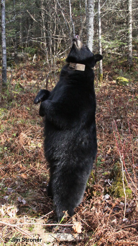 Jo back-rubbing_-_20111024