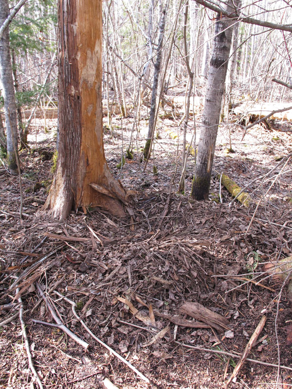 Jo_cedar_bed_-_20110414