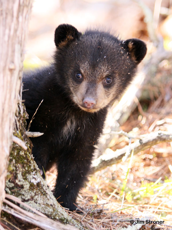 Jo_cub_-_20110413B