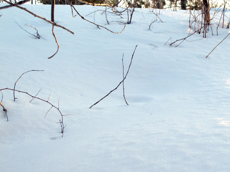 Jo_den_covered_with_snow_-_20110215