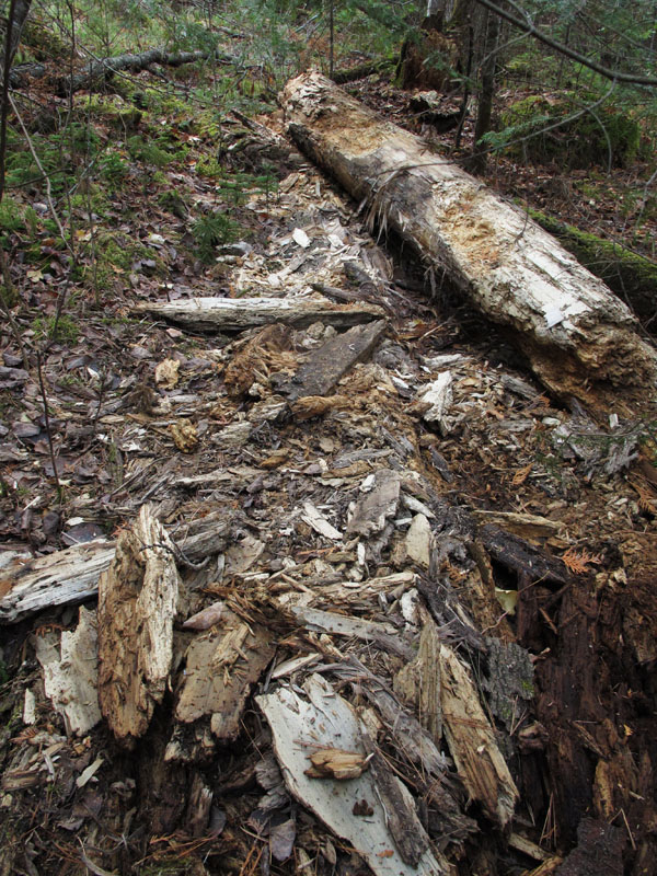 log ripped open for grubs