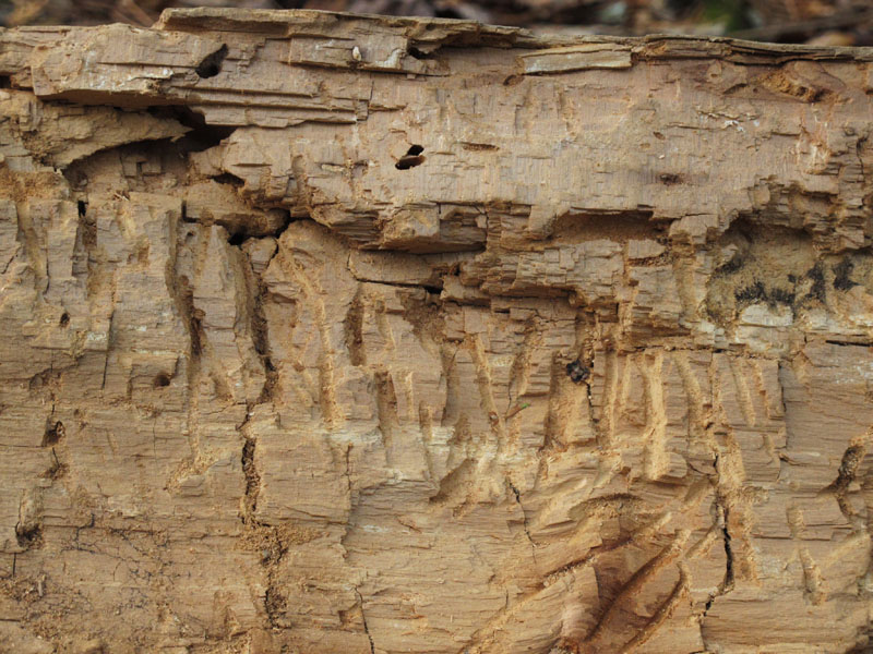 closeup of log showing teeth/claw marks