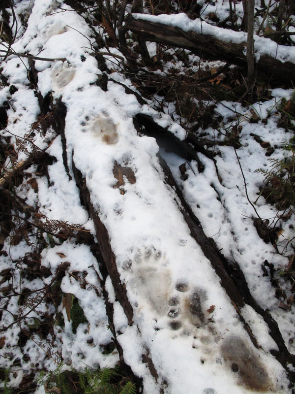 Jo tracks_in_snow_on_log_-_20111027