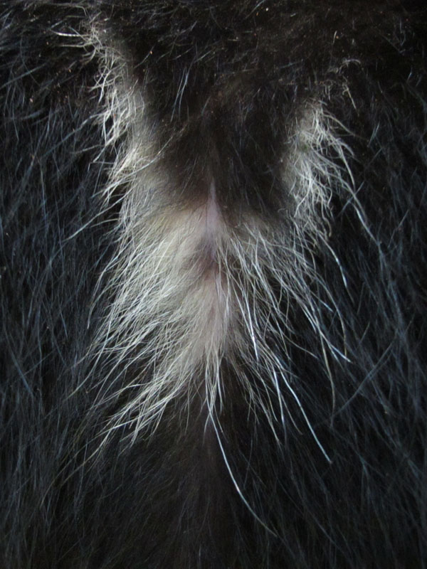 Jos_cubs_blaze_-_20110915