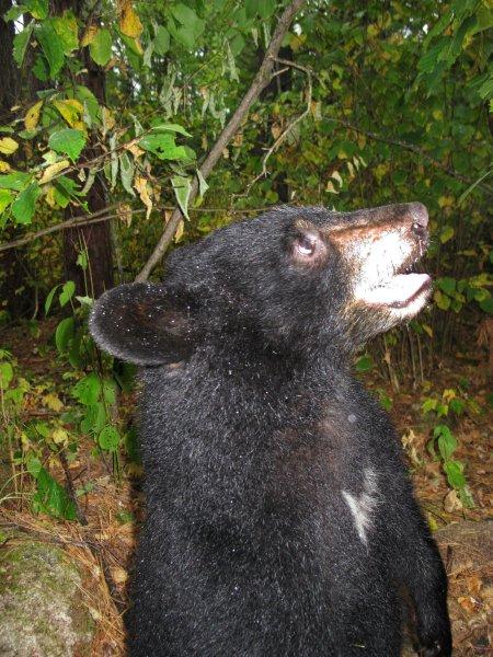 Jos_female_cub_9-18-11