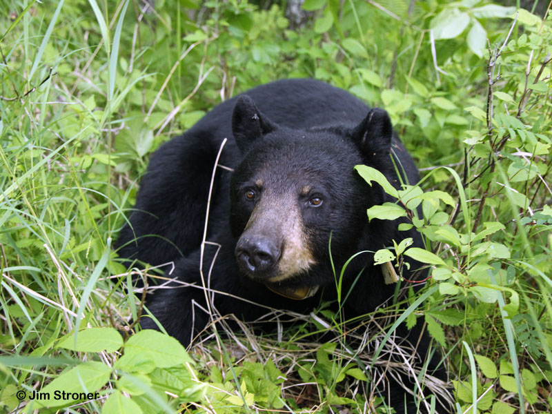 Juliet - June 16, 2012