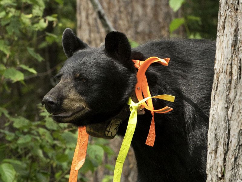 Juliet - Aug 20, 2012