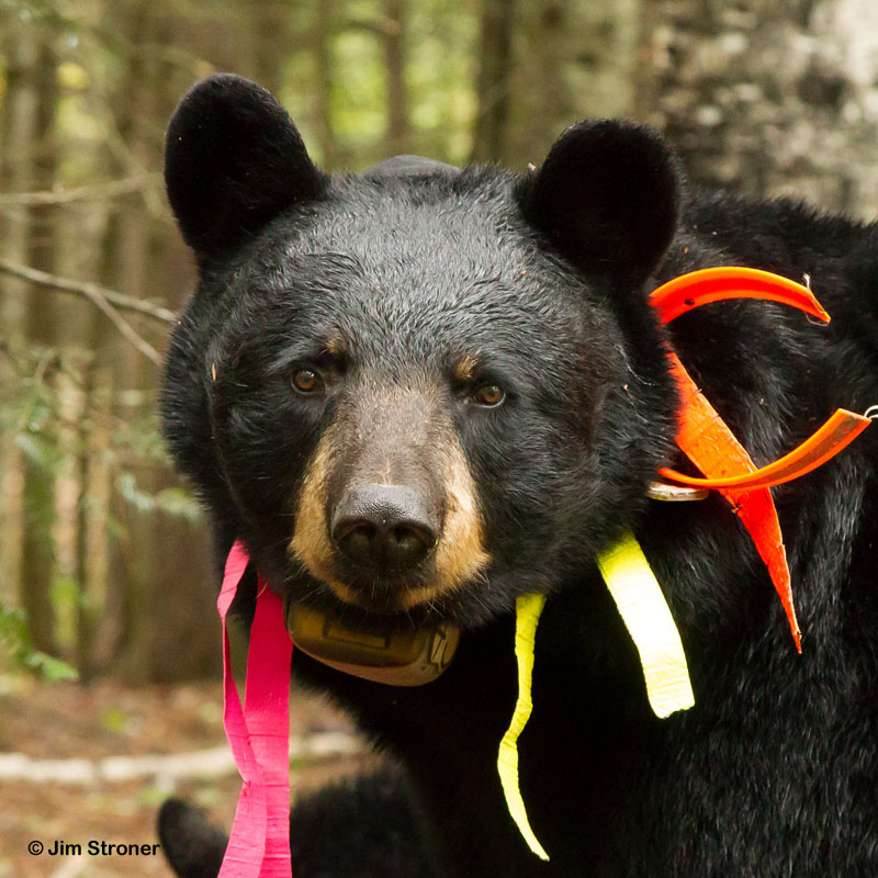 Juliet - Sept 8, 2012