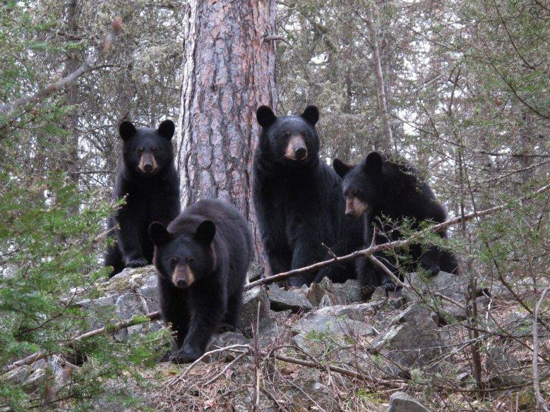 Juliet_and_yearlings_-_20110430