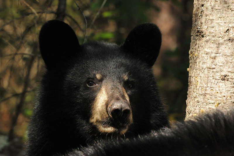 Juliet's cub - Aug 28, 2012